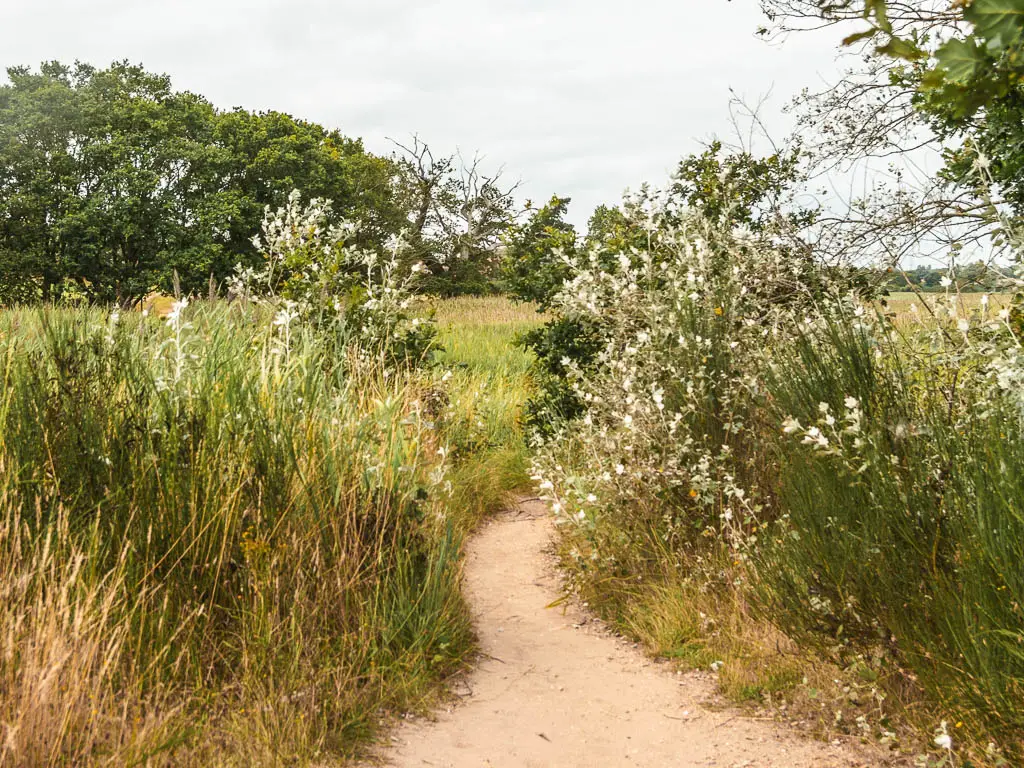 A trial leading through tall grass and bushes, with silver leaves.