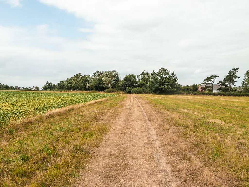 A long straight, wide, trail leading through the field, towards some trees on the other side.