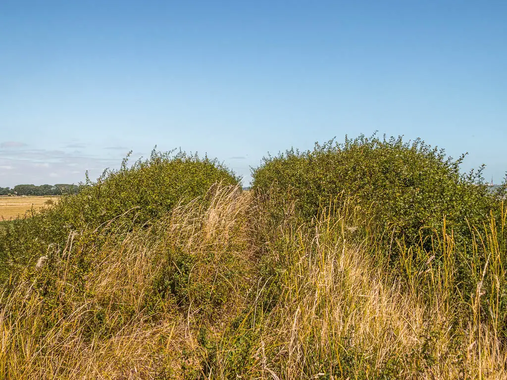 A mound of grass and bush.