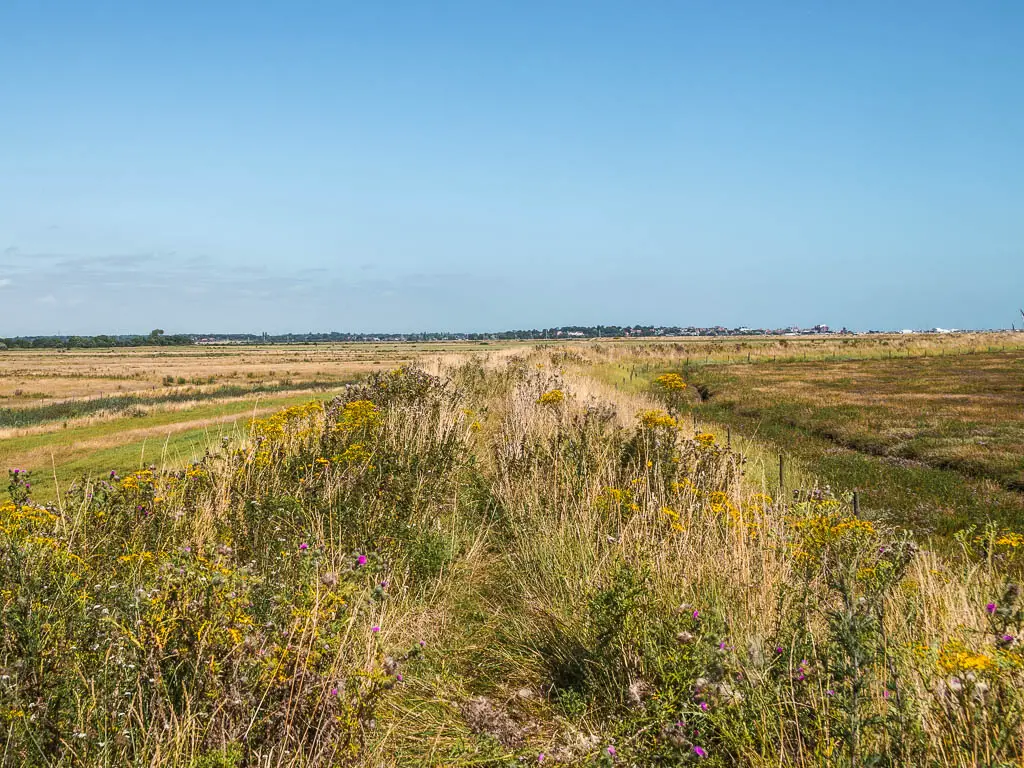 A barely visible trail through the tall grass ridge with small flowers.