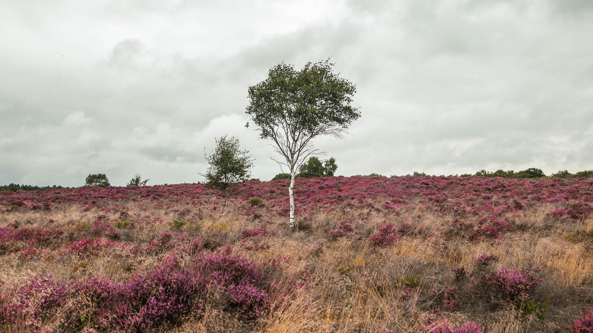 A pink heather filled meadow on the walk from Dunwich to Westleton. There is a lone tree in the middle with a thin white trunk and branches pointing upwards, with green leaves.