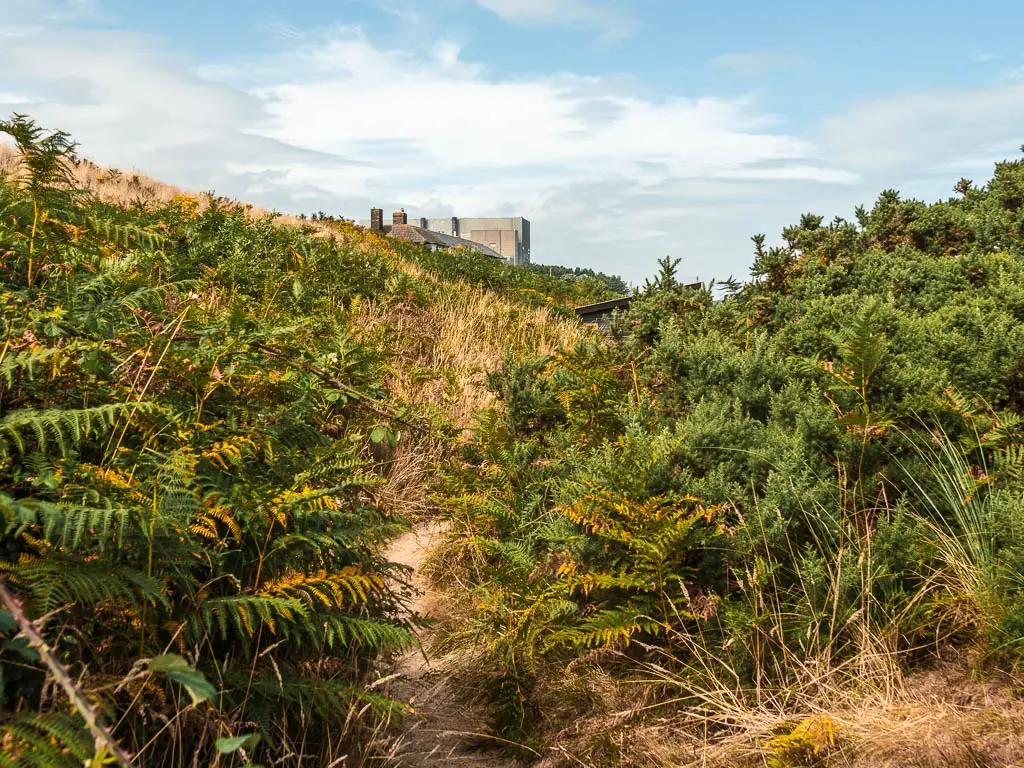 A barely visible narrow trail leading through the green bracken.